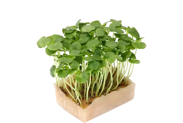 Shiso green cress single kist 18 stuks